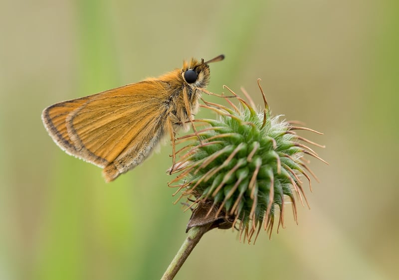 Butterfly Insect Macro Animal